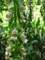 Foxglove (Digitalis lanata) seeds