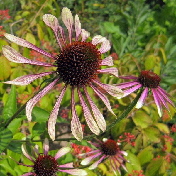 Narrowleaf Coneflower (Echinacea angustifolia) seeds