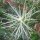 Hikuri / Claretcup (Echinocereus triglochidiatus) seeds