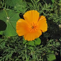 Californian Poppy (Eschscholzia californica) seeds