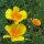 Californian Poppy (Eschscholzia californica) seeds