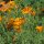 Californian Poppy (Eschscholzia californica) seeds