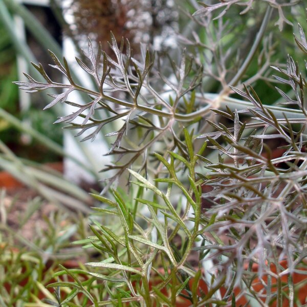 Bronze Fennel Purpureum (Foeniculum vulgare) seeds