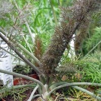 Bronze Fennel Purpureum (Foeniculum vulgare) seeds