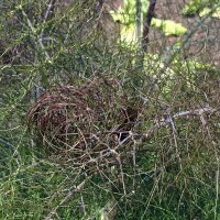 Bronze Fennel Purpureum (Foeniculum vulgare) seeds