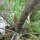 Bronze Fennel Purpureum (Foeniculum vulgare) seeds