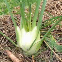 Florence Fennel Romanesco (Foeniculum vulgare var....