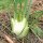Florence Fennel Romanesco (Foeniculum vulgare var. azoricum) seeds