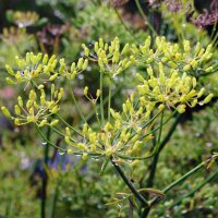 Sweet Herb Fennel Dulce (Foeniculum vulgare) seeds