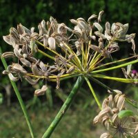 Sweet Herb Fennel Dulce (Foeniculum vulgare) seeds