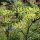 Sweet Herb Fennel Dulce (Foeniculum vulgare) seeds