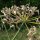 Sweet Herb Fennel Dulce (Foeniculum vulgare) seeds