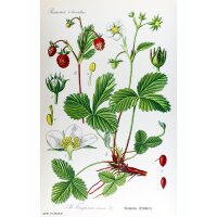 Wild Strawberry (Fragaria vesca) seeds