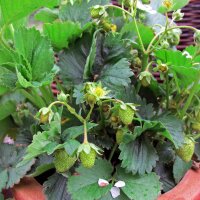 Alpine Strawberry (Fragaria vesca var. semperflorens) seeds