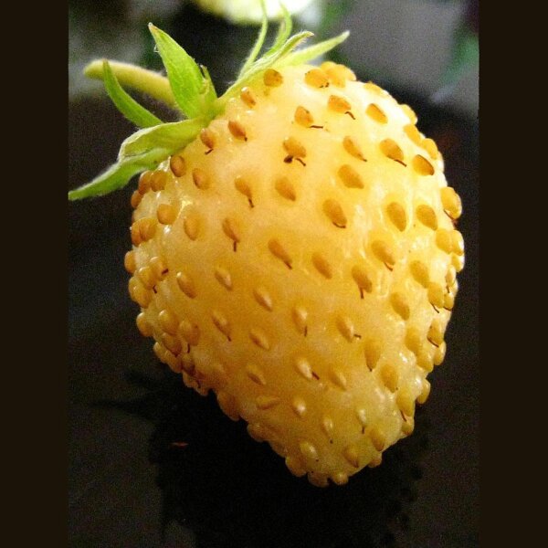 White Strawberry Yellow Wonder (Fragaria vesca) seeds