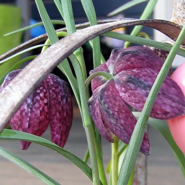 Snake's Head (Fritillaria meleagris) seeds