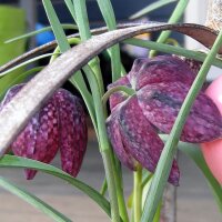 Snakes Head (Fritillaria meleagris) seeds