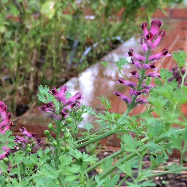 Drug Fumitory (Fumaria officinalis) seeds