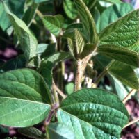 Soya Bean Envy (Glycine max) seeds