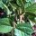 Soya Bean Envy (Glycine max) seeds