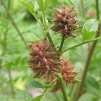 Liquorice (Glycyrrhiza glabra) seeds