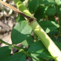 Liquorice (Glycyrrhiza glabra) seeds