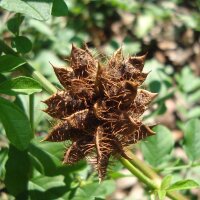 Liquorice (Glycyrrhiza glabra) seeds