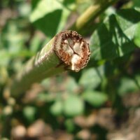 Liquorice (Glycyrrhiza glabra) seeds