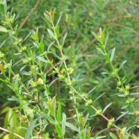 Sinicuichi (Heimia salicifolia) seeds