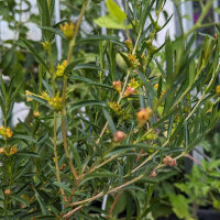 Sinicuichi (Heimia salicifolia) seeds