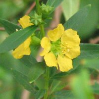 Sinicuichi (Heimia salicifolia) seeds