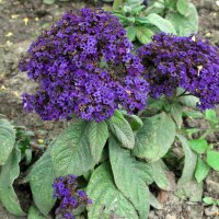 Garden Heliotrope (Heliotropium arborescens) seeds