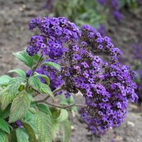 Garden Heliotrope (Heliotropium arborescens) seeds