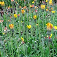 Hawkweed (Hieracium pilosella) seeds