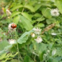 Hawkweed (Hieracium pilosella) seeds