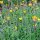 Hawkweed (Hieracium pilosella) seeds