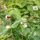 Hawkweed (Hieracium pilosella) seeds