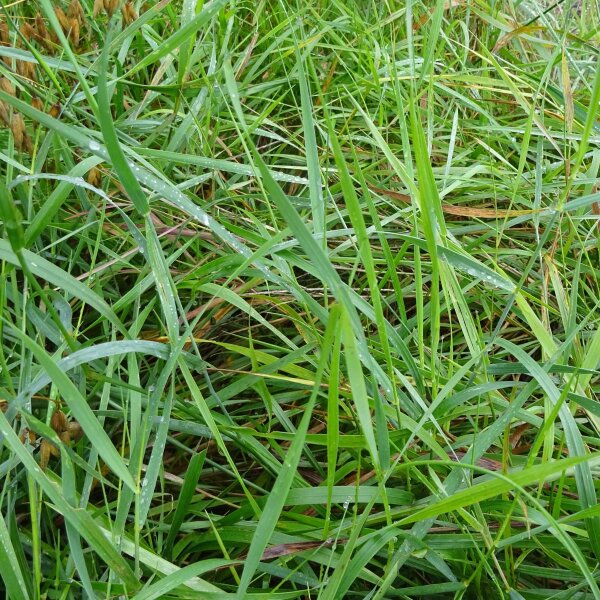 Sweetgrass (Hierochloe odorata) seeds