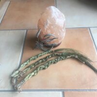 Sweetgrass (Hierochloe odorata) seeds