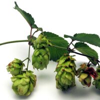 Hops (Humulus lupulus) seeds