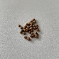 Hops (Humulus lupulus) seeds