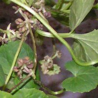 Gotu Kola (Centella asiatica) seeds