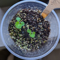 Gotu Kola (Centella asiatica) seeds