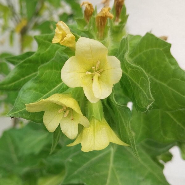 White Henbane (Hyoscyamus albus) seeds