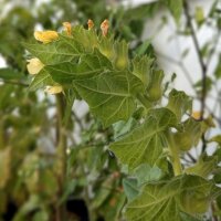 White Henbane (Hyoscyamus albus) seeds