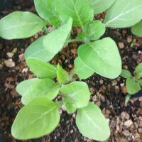 White Henbane (Hyoscyamus albus) seeds