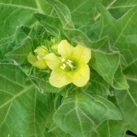 White Henbane (Hyoscyamus albus) seeds