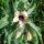 Black Henbane (Hyoscyamus niger) seeds