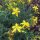 St Johns Wort (Hypericum perforatum) seeds