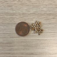 Mate (Ilex paraguariensis) seeds